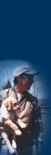 Élevage de Labradors.
