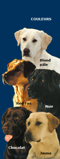 Les 5 couleurs de Labrador.