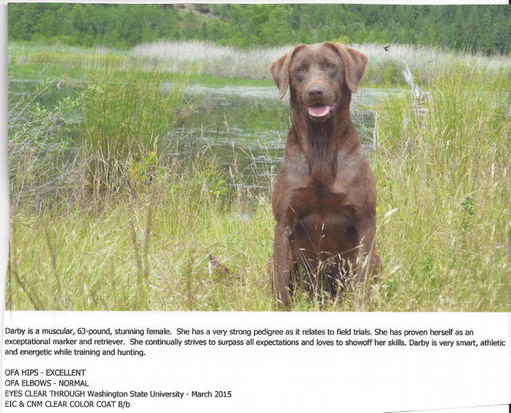 BORN TO HUNT DARBY