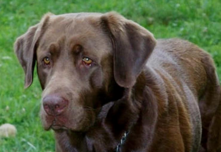 GUS