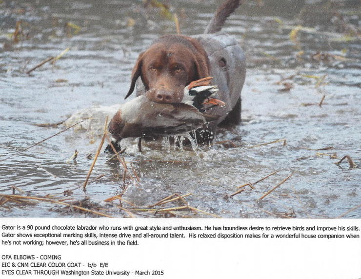 BORN TO HUNT GATOR MAN