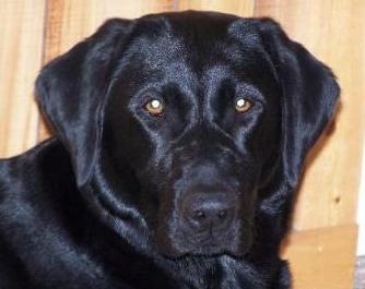 BIRDDOG`S AMAZING GRACE