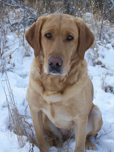 BIRDDOG`S HUNTING HEIDI