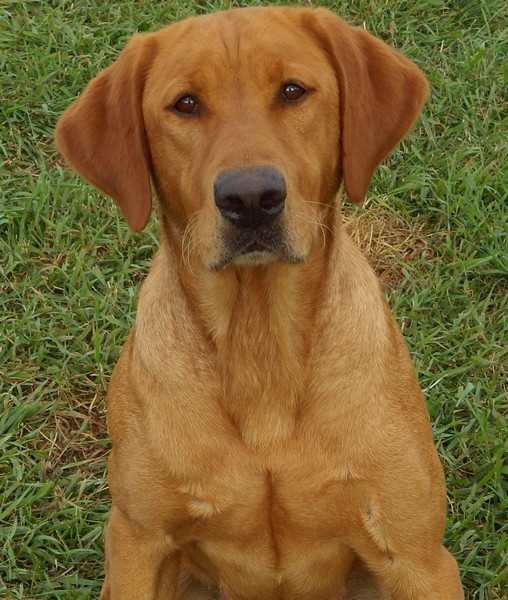 BIRDDOG`S RIPARIAN REMINGTON MH