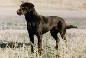 GMPR MPR MP CAJUN OF BLACK FOREST MH