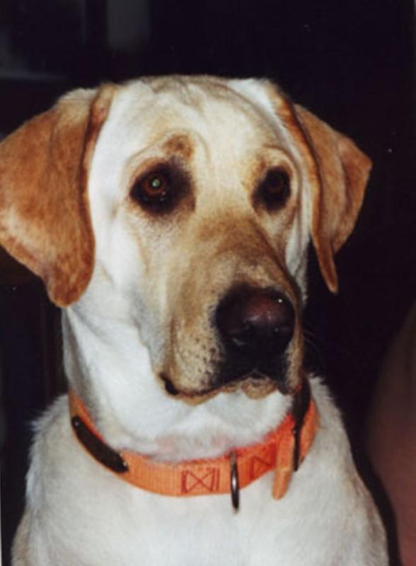 TORG`S FETCH IT UP SHILOH