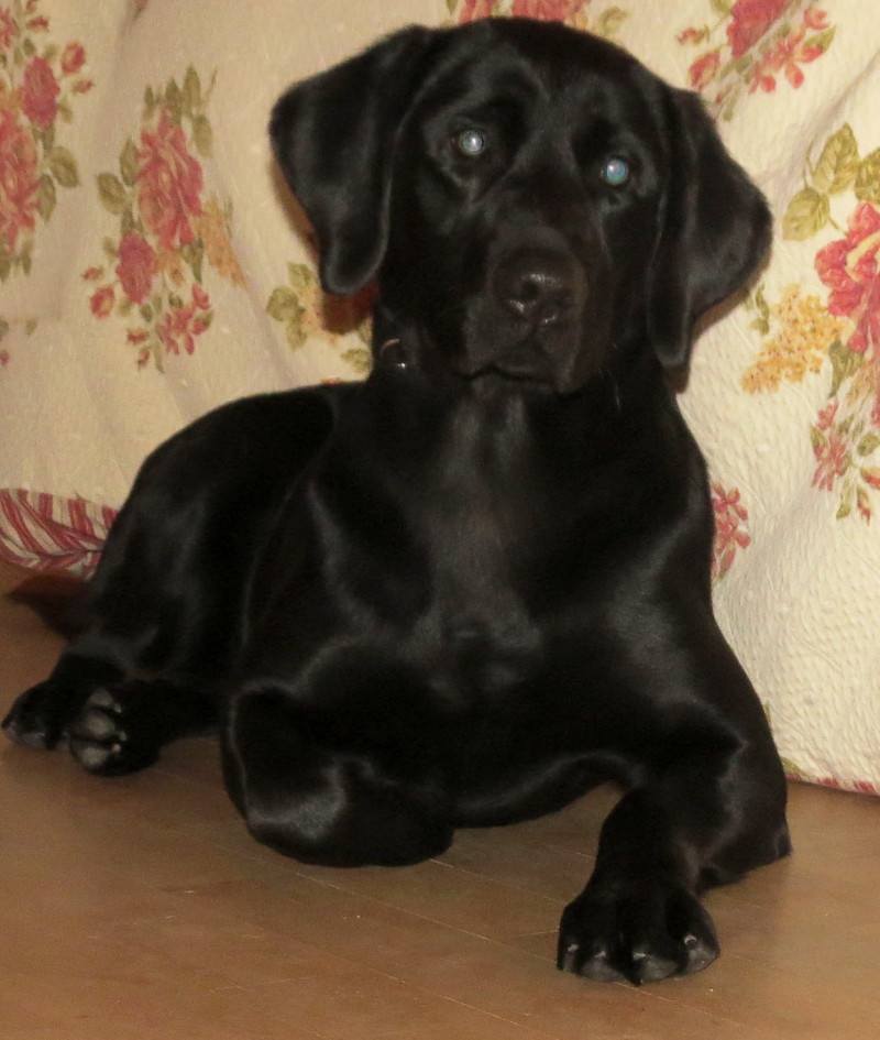 RIVEBLANCHE CHARLOTTE 7E (BLACKIE)