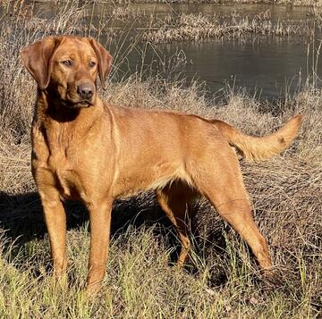 Aucune photo pour : RIVEBLANCHE BEC SCIE 5E