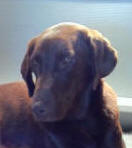 TEN BEARS GOOD GOLLY MISS MOLLY