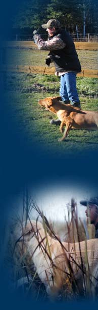 Dressage de chiens.