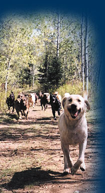 Élevage de Labradors au Québec.