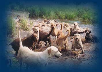 Labrador Retriever.