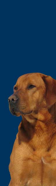 Labrador noir, chocolat(brun), jaune, blond ou red fox.