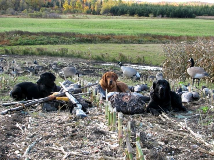 Aucune photo pour : CHASSE OUTARDE
