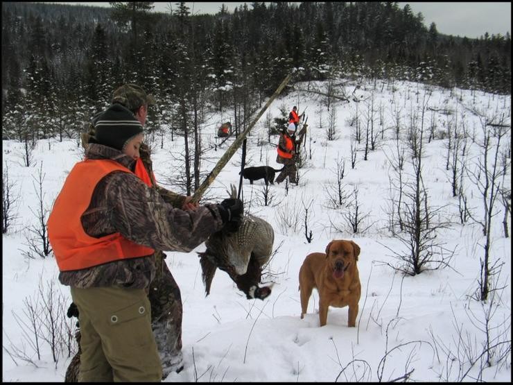 Aucune photo pour : CHASSE AUX FAISANS