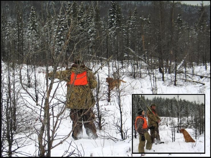 Aucune photo pour : CHASSE AUX FAISANS