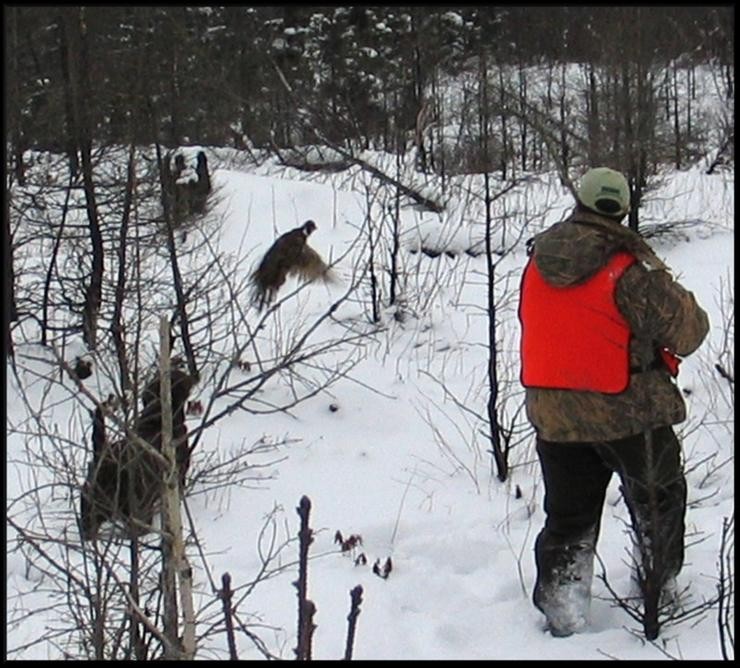 Aucune photo pour : CHASSE AUX FAISANS
