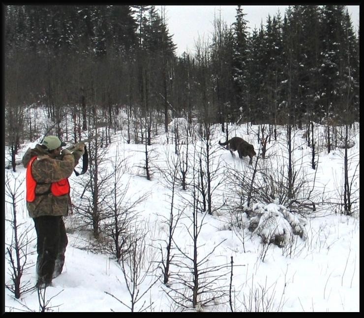 Aucune photo pour : CHASSE AUX FAISANS