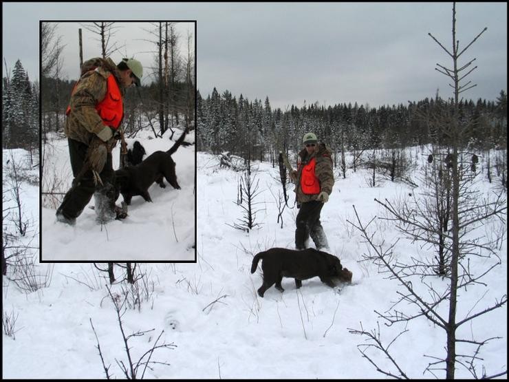 Aucune photo pour : CHASSE AUX FAISANS
