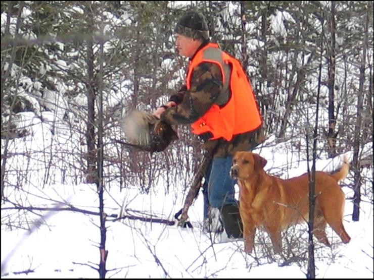 Aucune photo pour : CHASSE AUX FAISANS