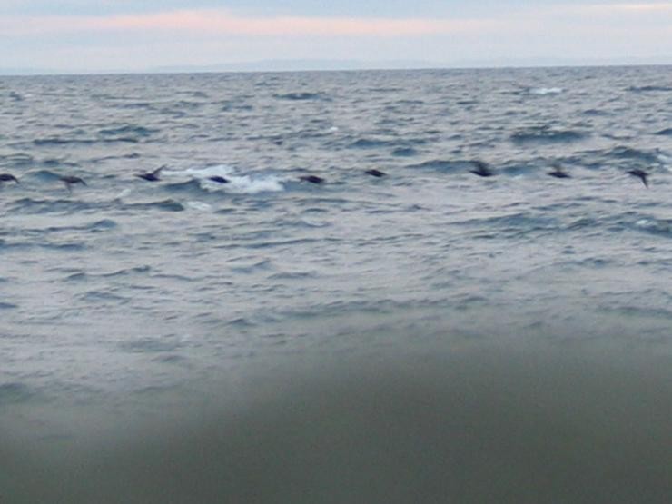 Aucune photo pour : CANARD DE MER