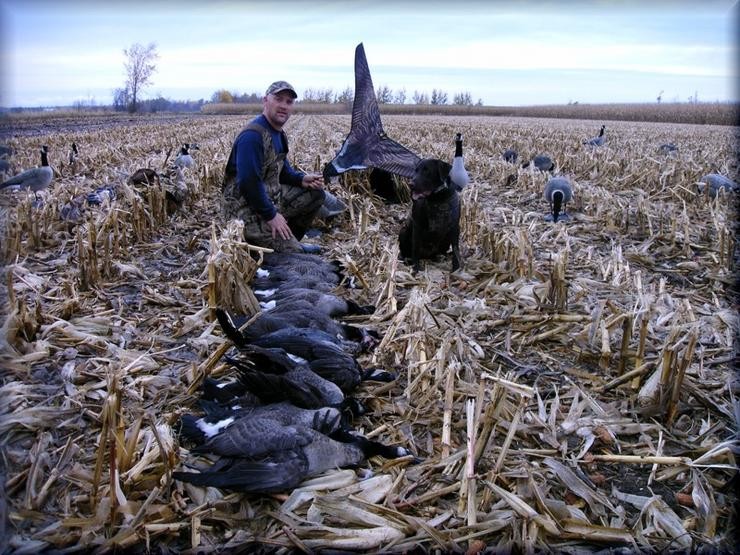 Aucune photo pour : CHASSE OUTARDE