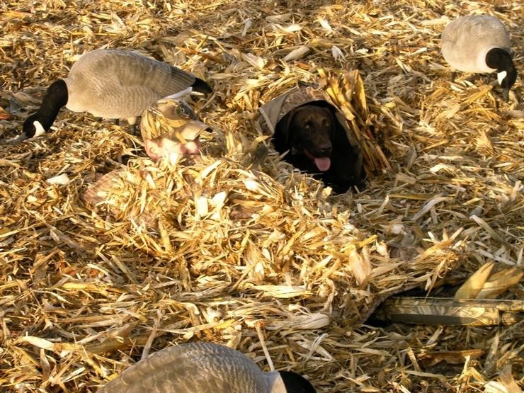 Aucune photo pour : CHASSE OUTARDE