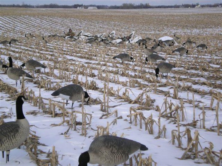 Aucune photo pour : CHASSE HIVER