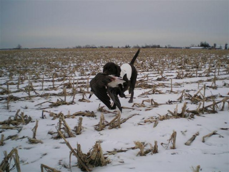 Aucune photo pour : CHASSE HIVER