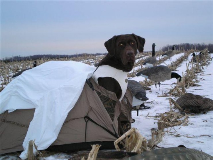 Aucune photo pour : CHASSE HIVER