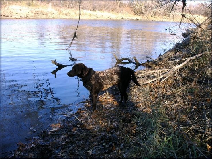 Aucune photo pour : CHASSE SAUVAGINE