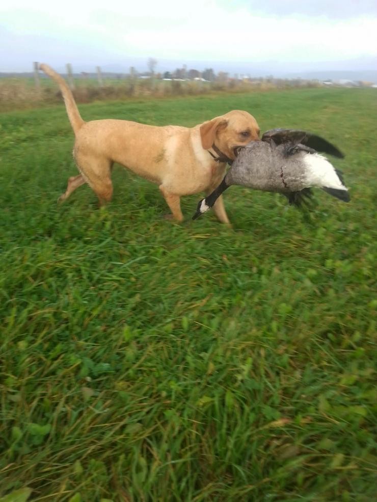 Aucune photo pour : CHASSE OUTARDE