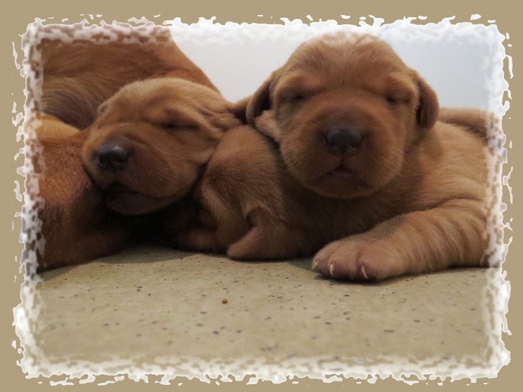 Aucune photo pour : CHIOTS UNE SEMAINE