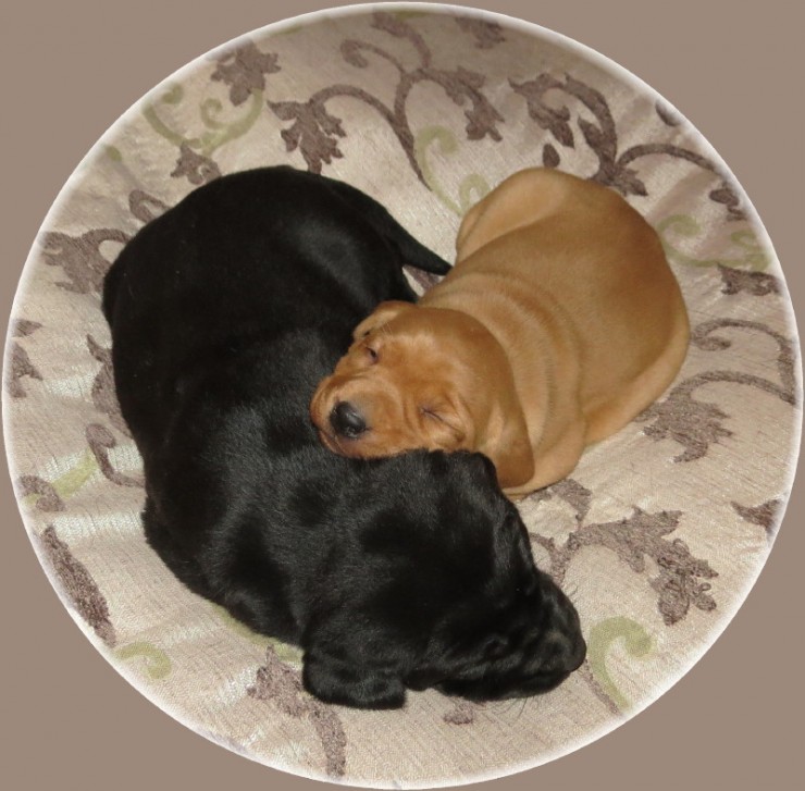 Aucune photo pour : CHIOTS DE 2 SEMAINES