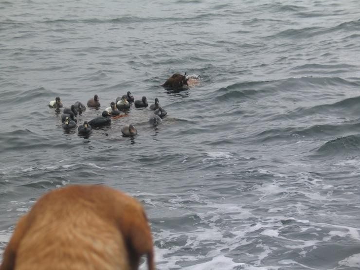 Aucune photo pour : CANARD DE MER