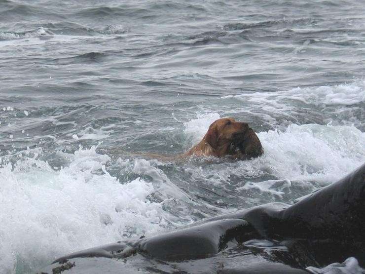 Aucune photo pour : CANARD DE MER