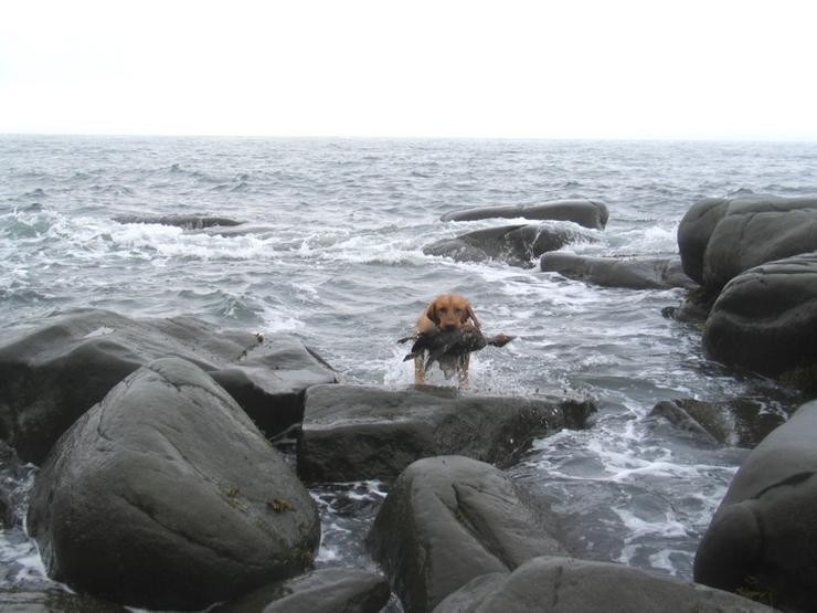Aucune photo pour : CHASSE SAUVAGINE