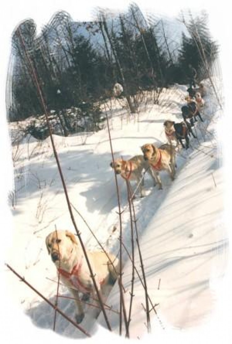 Aucune photo pour : RANDONNÉ TRAINEAU