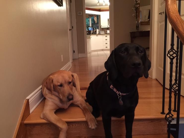 Aucune photo pour : WILLIS ET TIFANY