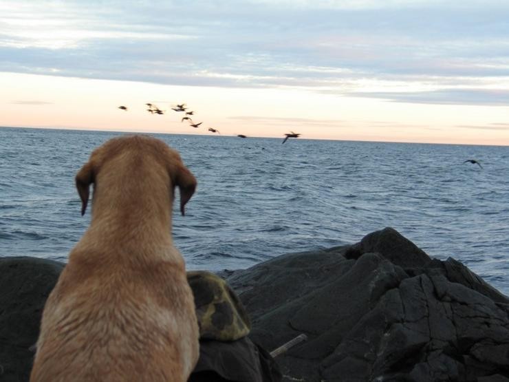 Aucune photo pour : CHASSE SAUVAGINE