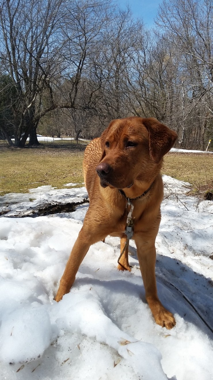 Aucune photo pour : CHINOOK