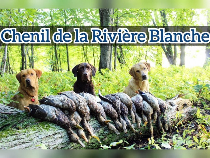 Aucune photo pour : CHASSE AUX CANARDS