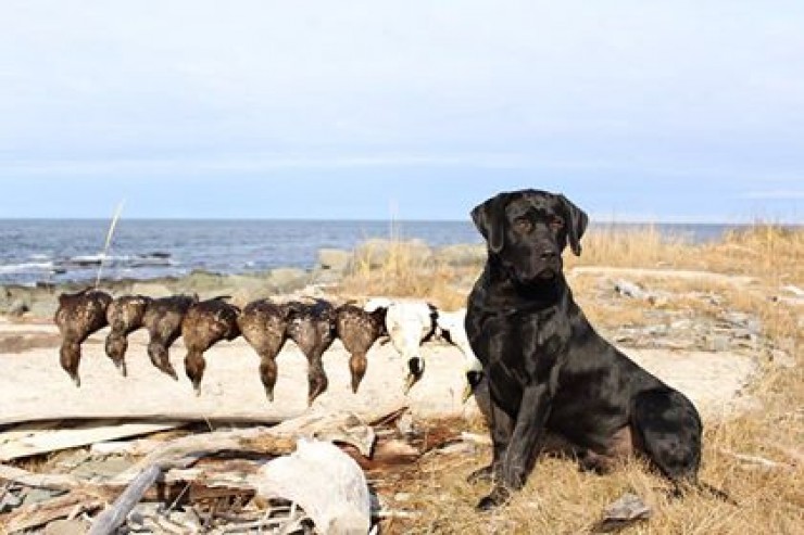 Aucune photo pour : CHASSE CANARD DE MER