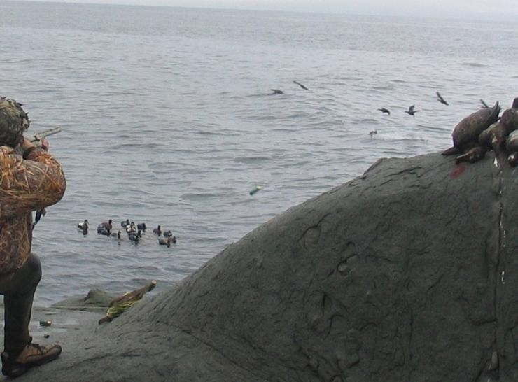 Aucune photo pour : CANARD DE MER