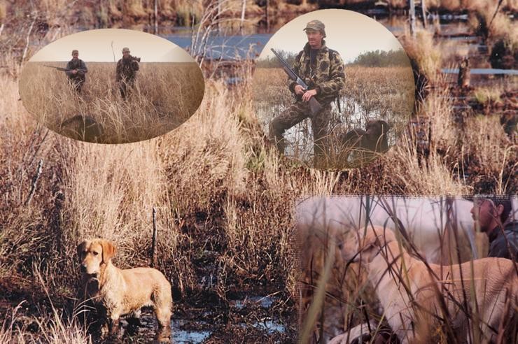 Aucune photo pour : CHASSE SAUVAGINE