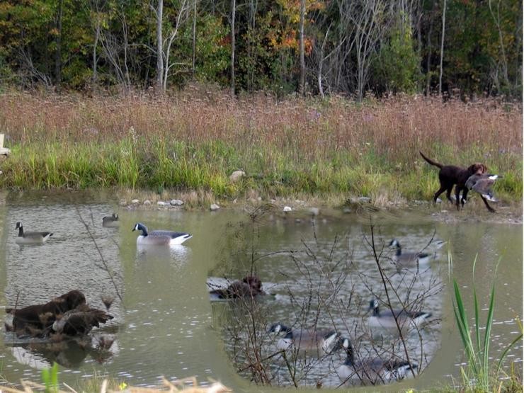 Aucune photo pour : CHASSE SAUVAGINE