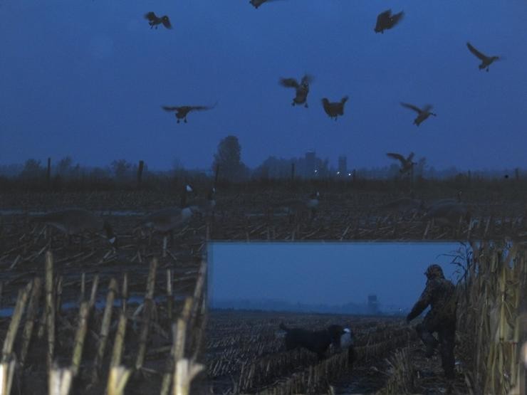 Aucune photo pour : CHASSE OUTARDE