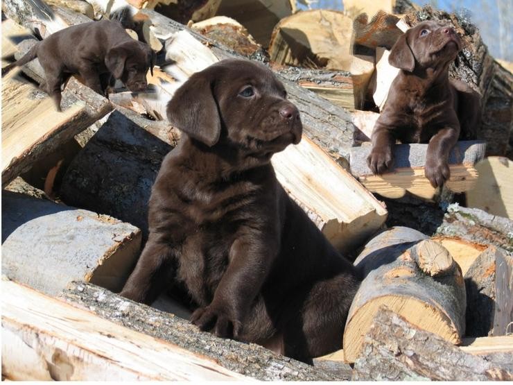 Aucune photo pour : CHIOTS CHOCOLAT
