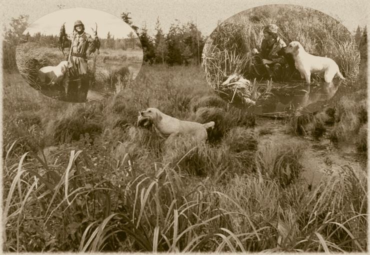 Aucune photo pour : CHASSE AUX MARAIS