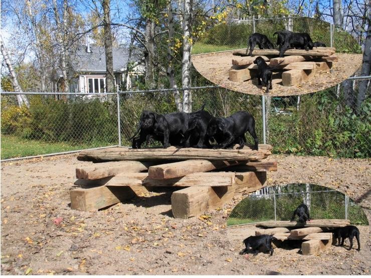 Aucune photo pour : CHIOTS NOIR